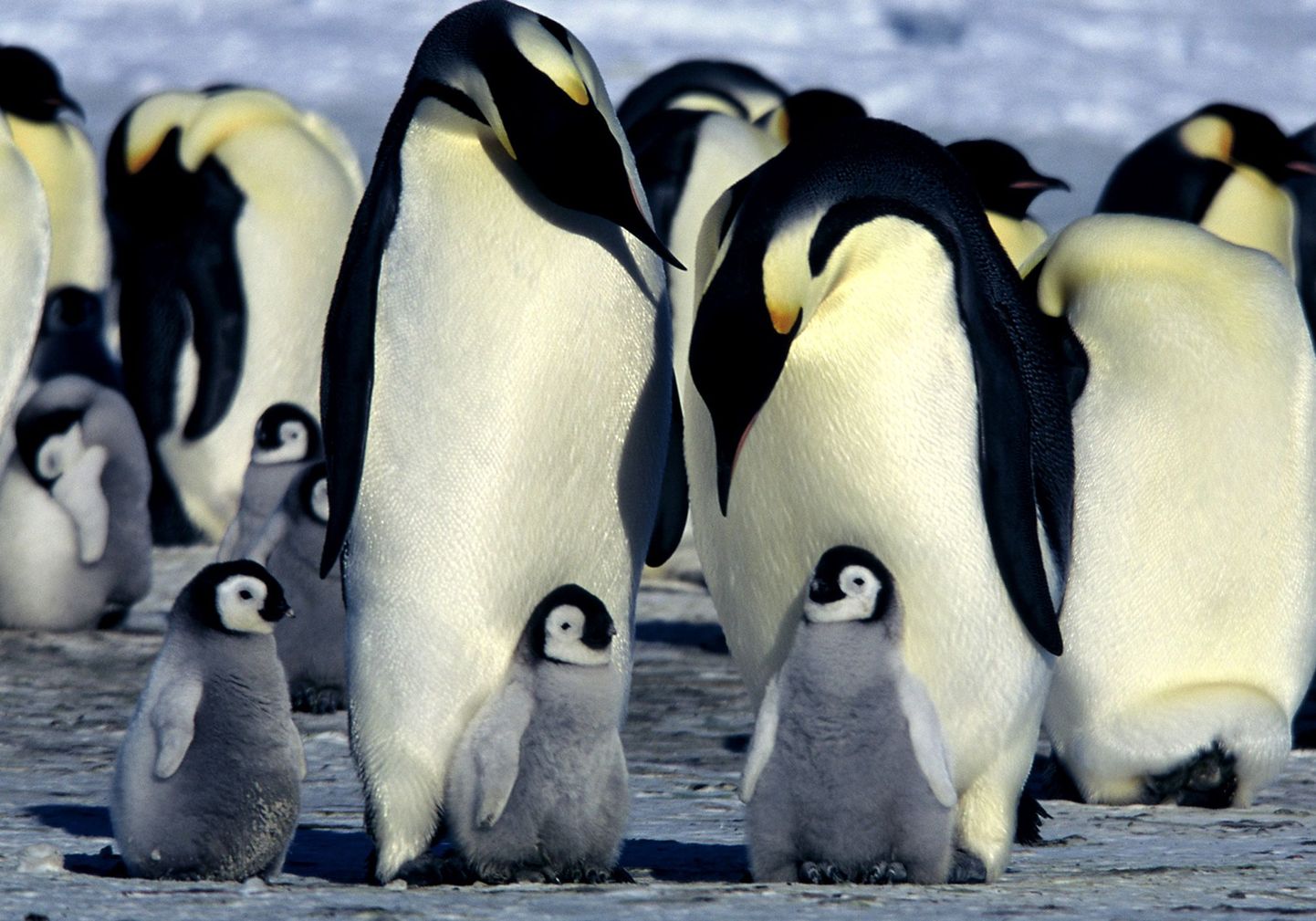 Keiserpingviinid koos poegadega
