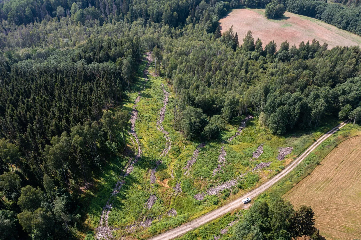 Mida tervemad ja mitmekesisemad on meie kooslused, seda paremini suudab loodus puhverdada ka kliimamuutustega kaasnevaid ootamatusi. Lageraiutud maatükid (pildil) seda paraku ei suuda.