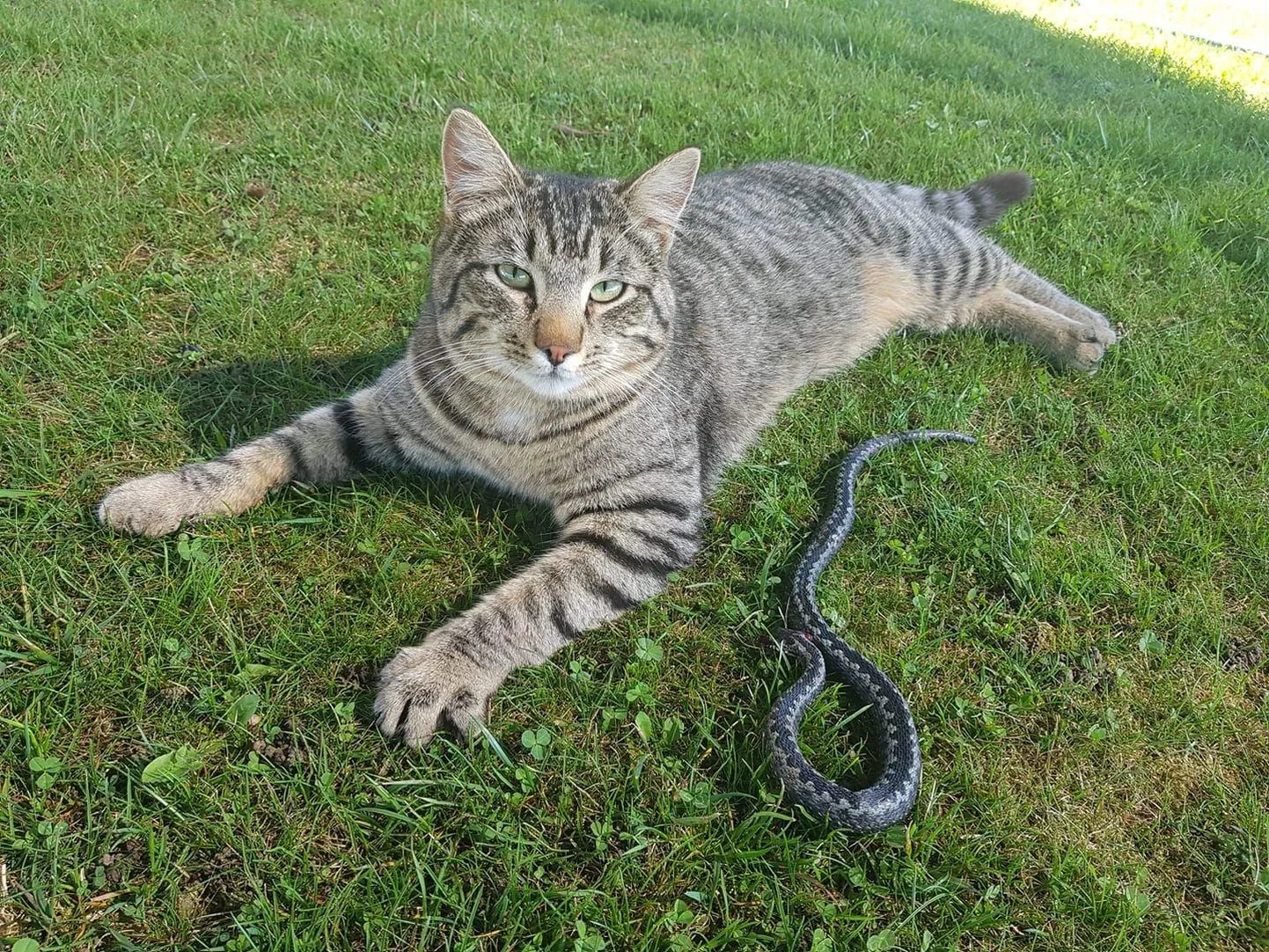 Koduaeda tulnud rästikutega saavad kassid hakkama, sest isegi kui madu neid salvab, on kiisud visad hinged.