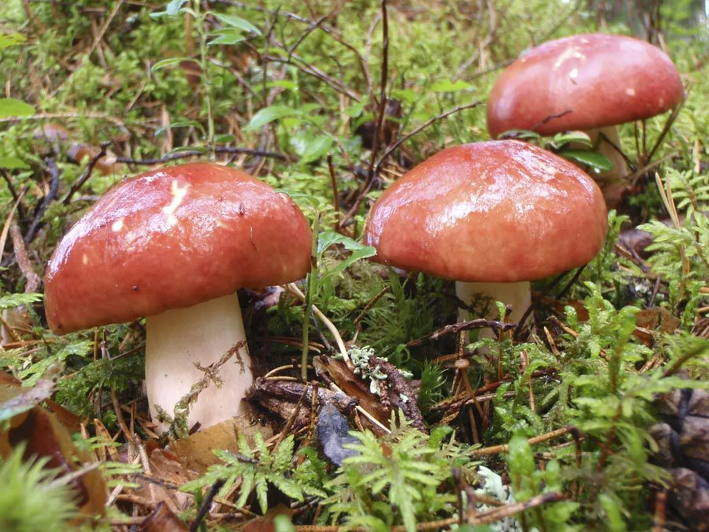 Pilvikud.