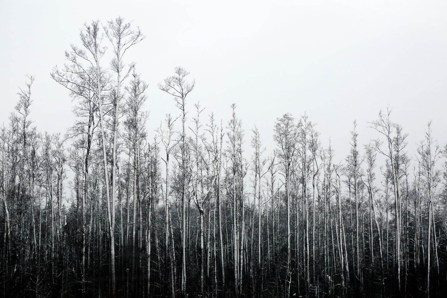 Зимний пейзаж в Латвии.