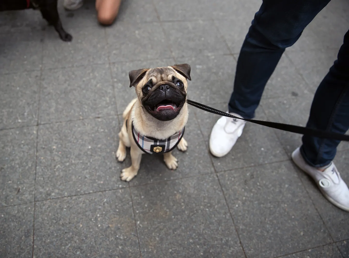 Mops.