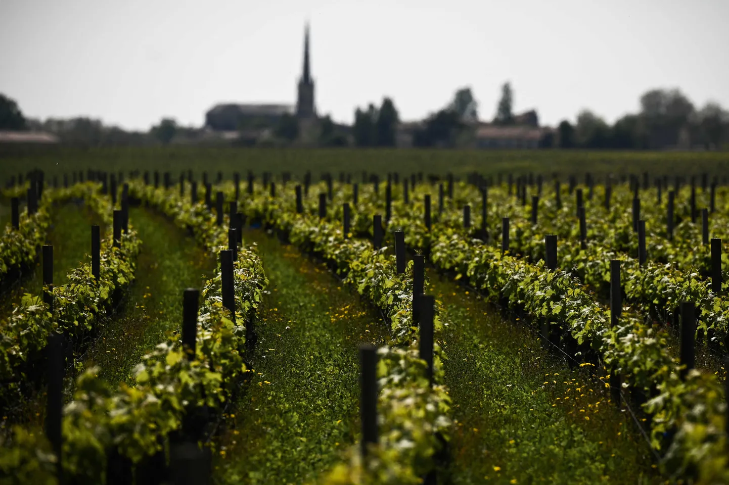 Chateau Pichon Longueville Comtesse viinamarjaistandus