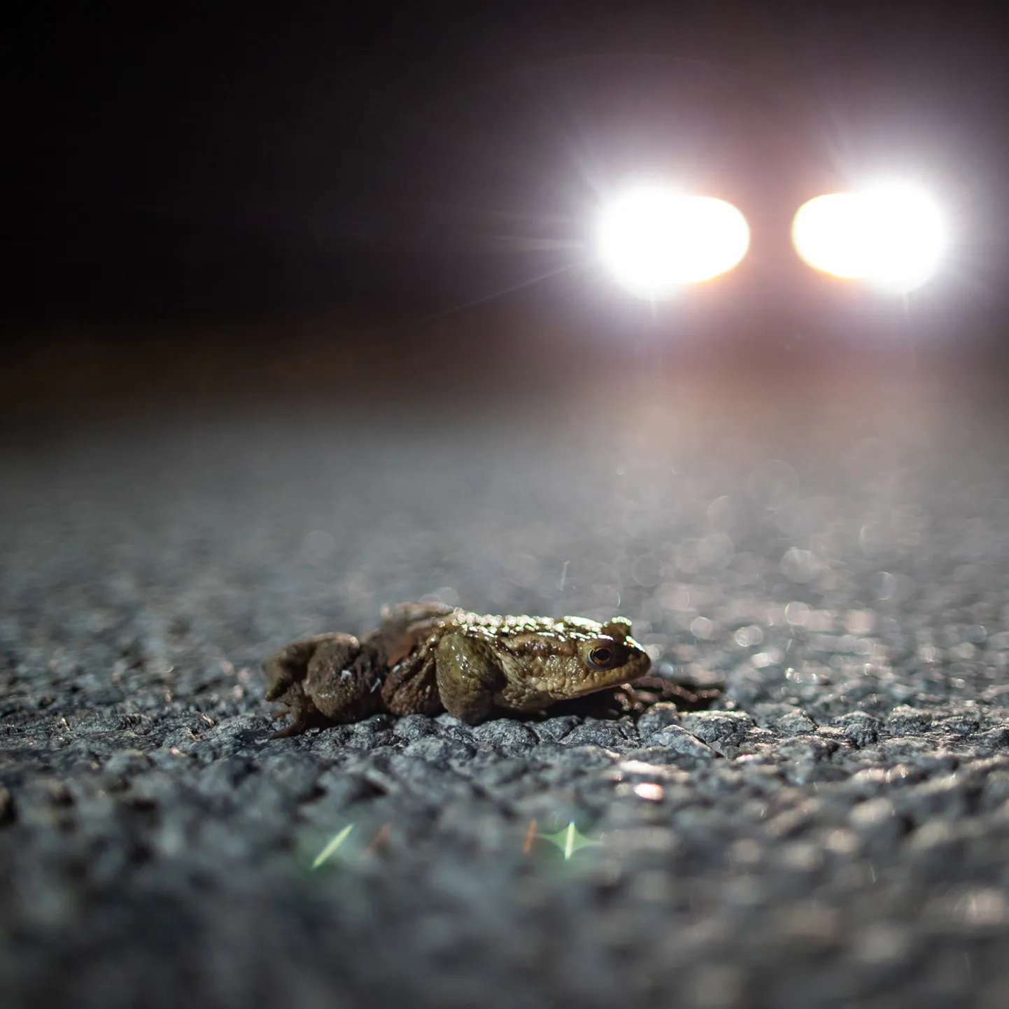 08.04.2020. Ülejõe, Harjumaa. Konn autoteel.