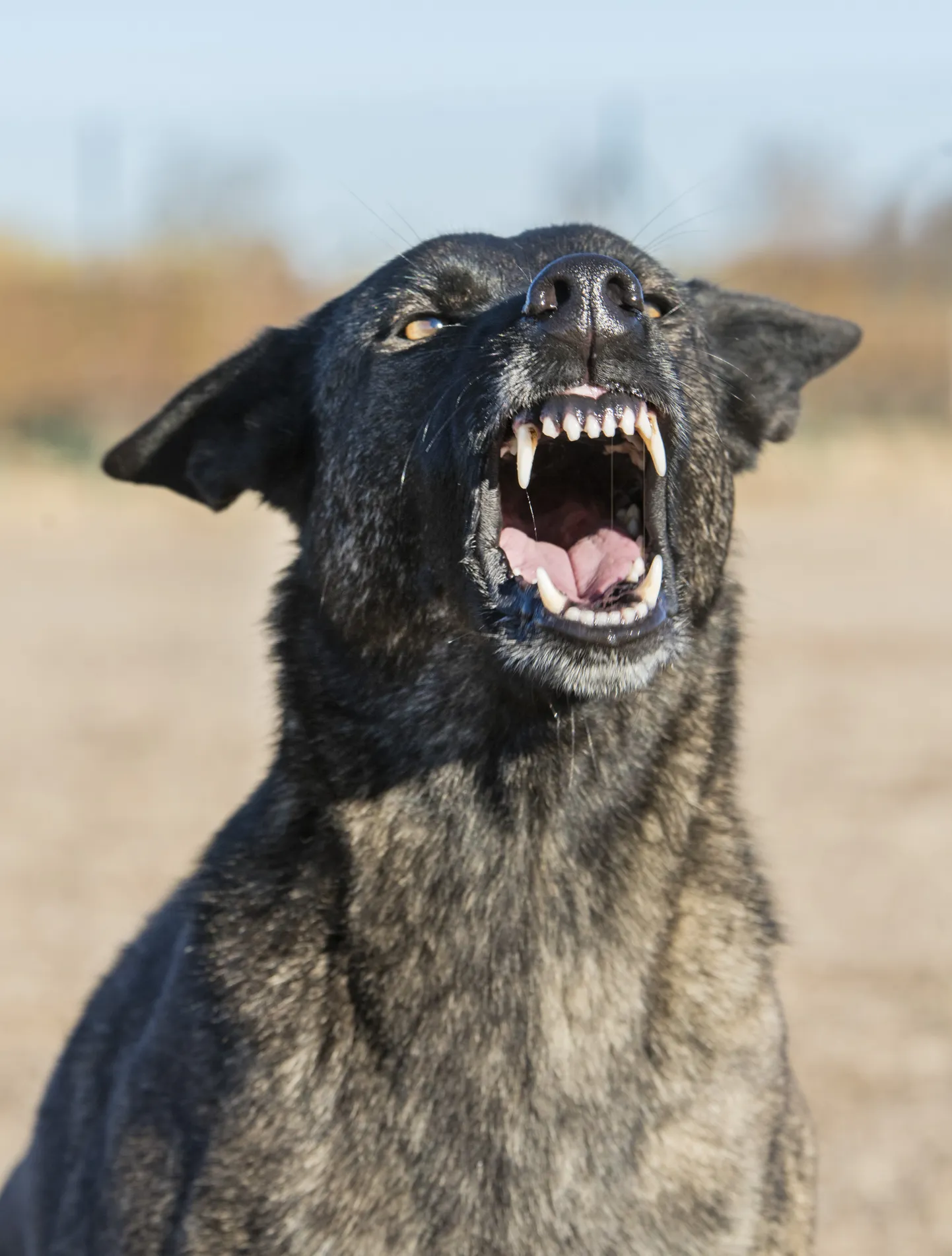 Agressiivne koer. Foto on illustreeriva tähendusega.