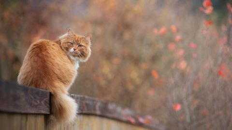 V Latviji ta teden pretežno oblačno in toplo z občasnim dežjem
