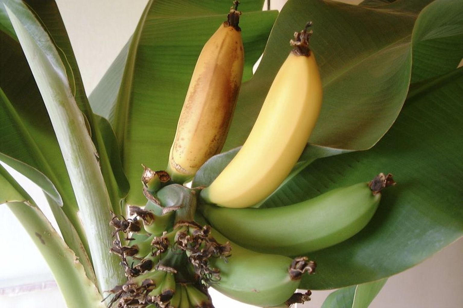 Строение цветка банана