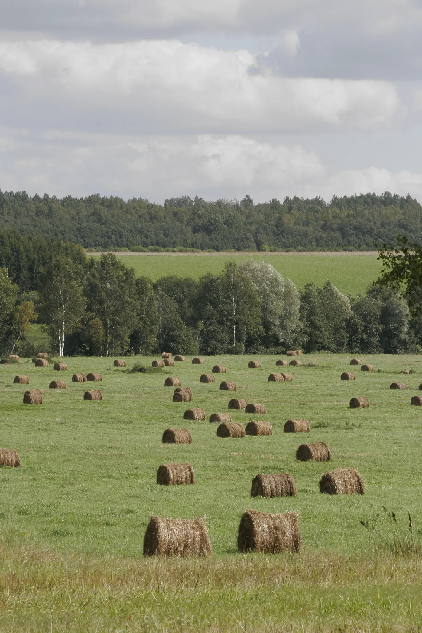 Liiguvad jutud ka heina vargusest – kui juhtuvad olema rullid tee ääres, siis
kaubikusse mahub korraga just kaks rulli.