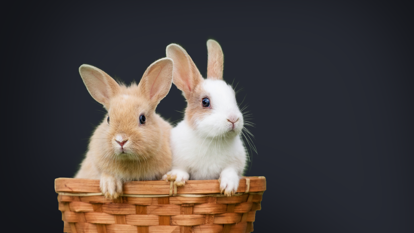 Кролики (иллюстративное фото).