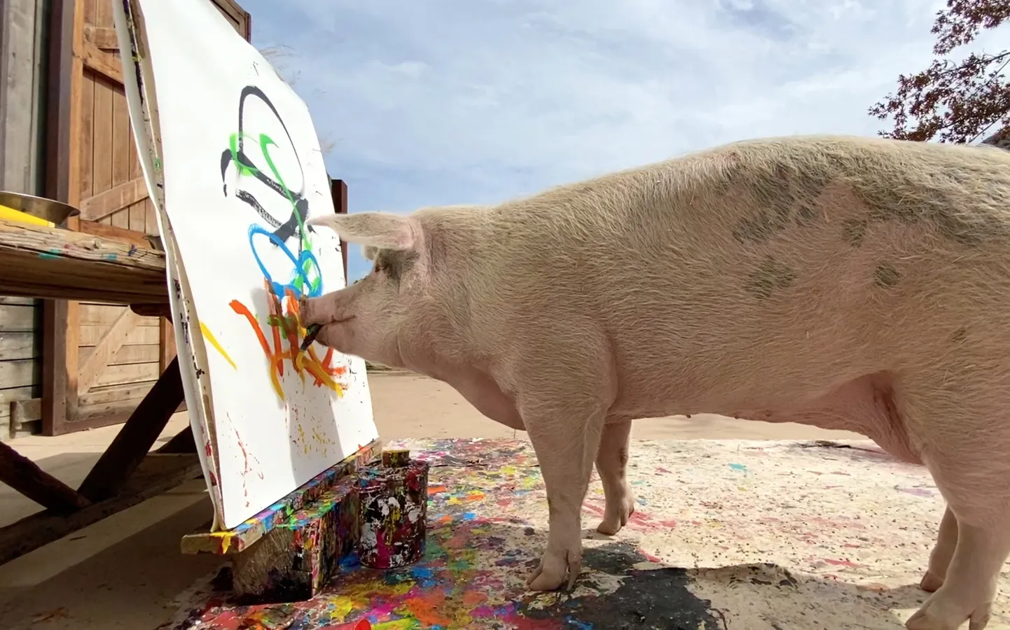 Pig-casso on portreteerinud näiteks ka Boris Johnsonit ja Briti kuningannat Buckhing-HAM-i palees. Pildil valmib taies prints Harryst.