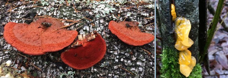 Hallil ajal leiab ka kirkamaid toone: seenemaailma esindavad punapoorik ja kollane kõhrik.