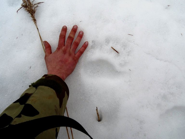 Karu käpajälg võrreldes inimese käega.