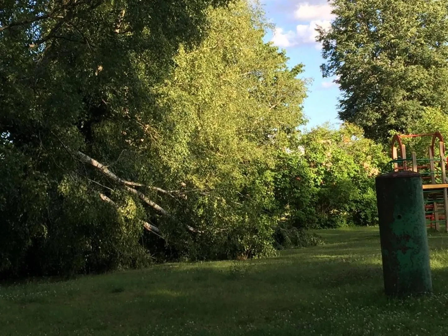 Puu murdumisviis viitab välgutabamusele.