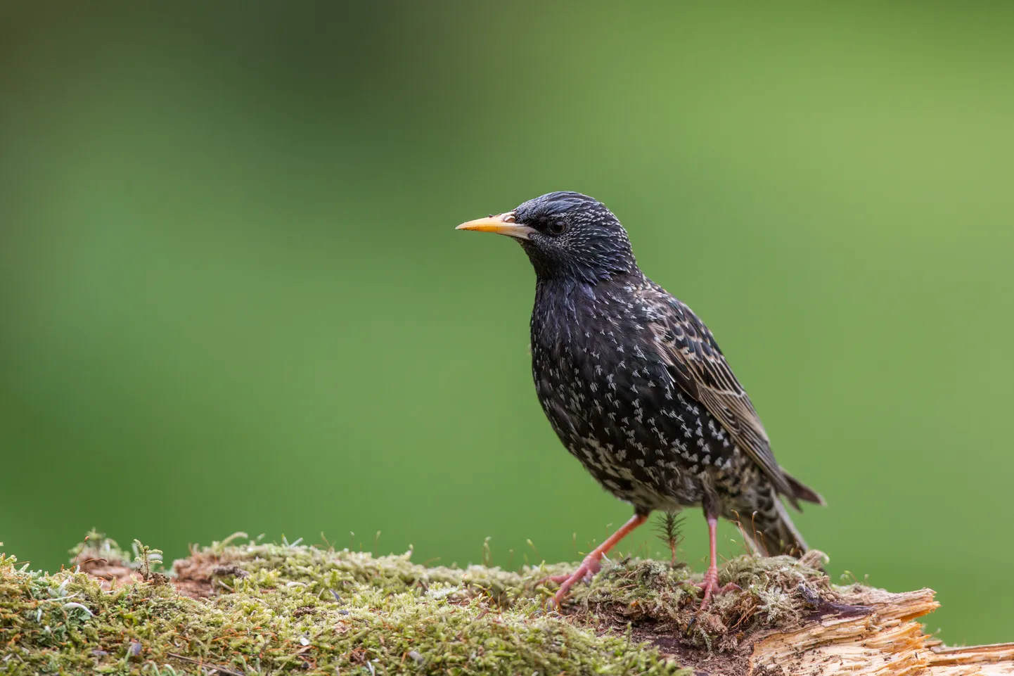 Mājas strazds (Sturnus vulgaris).