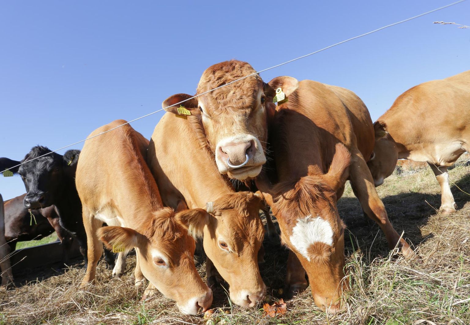 Eesti liha- ja tõuloomade müük välismaale on kängunud ning hinnadki langenud. Õnneks saab loomad varsti karjamaale lasta ja neid edasi kasvatada.