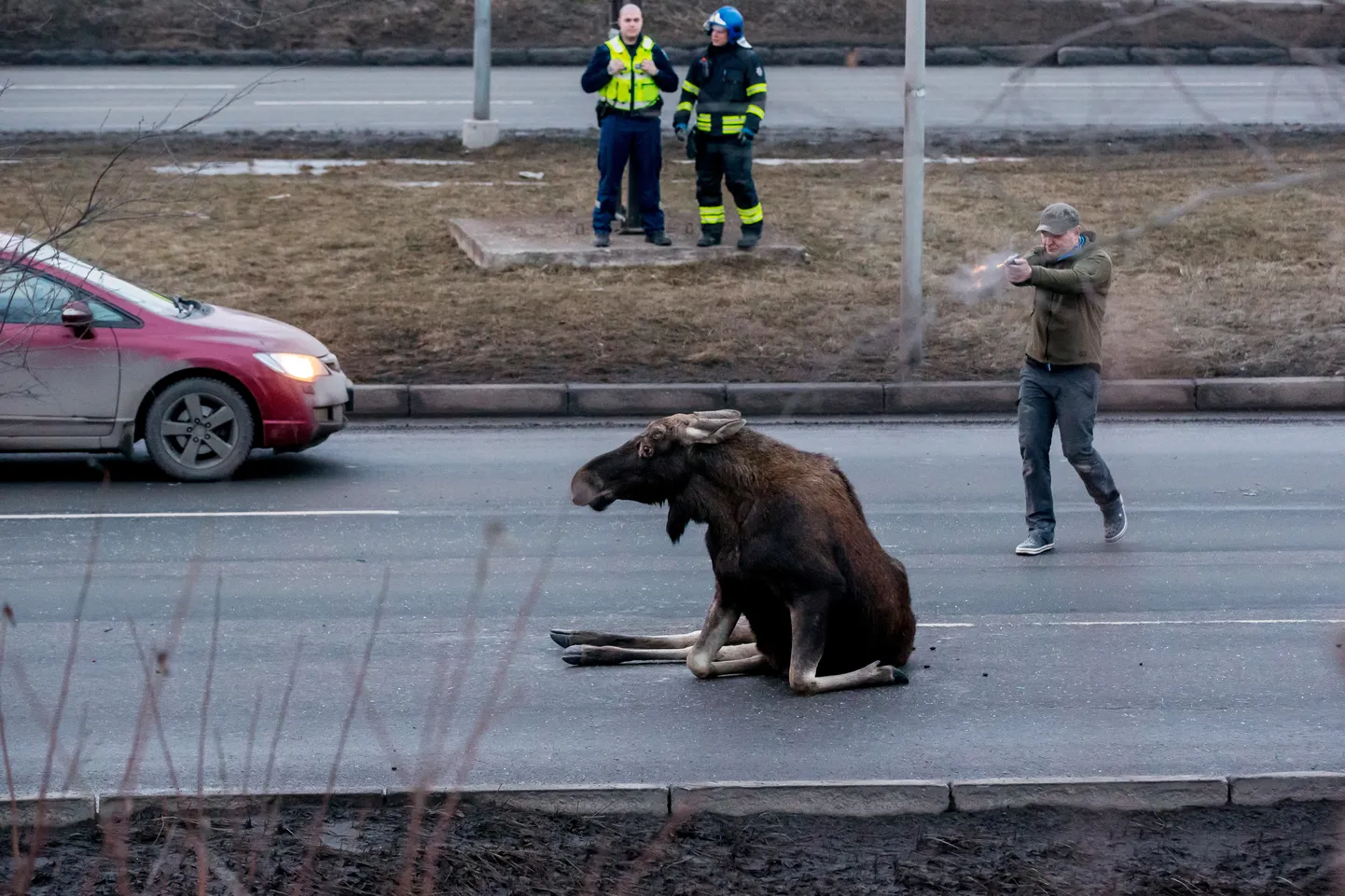 Põdra hukkamine Laagna teel.
