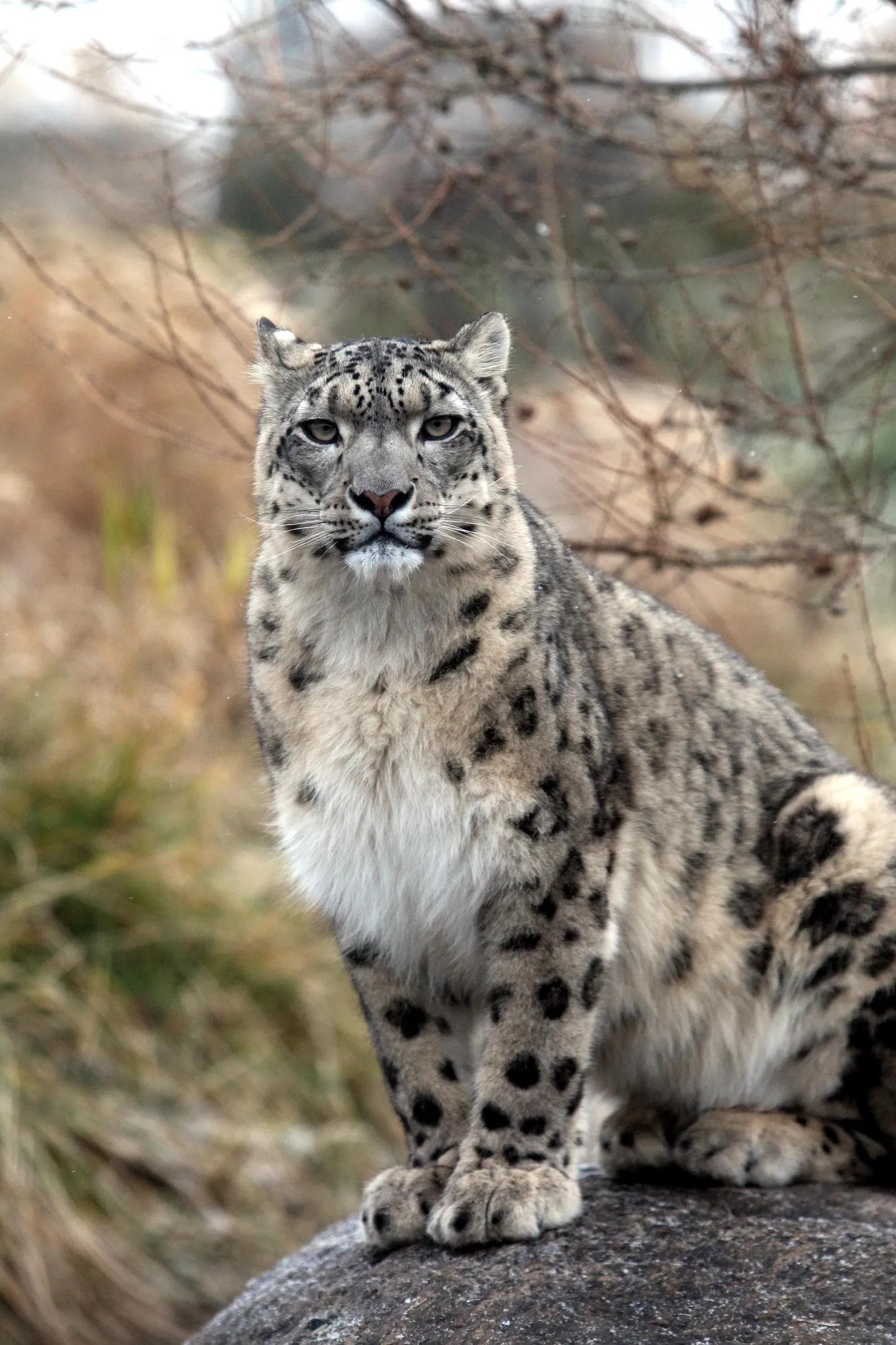 Lumeleopard Tallinna loomaaias. Pildil olev isend ei ole Villy.