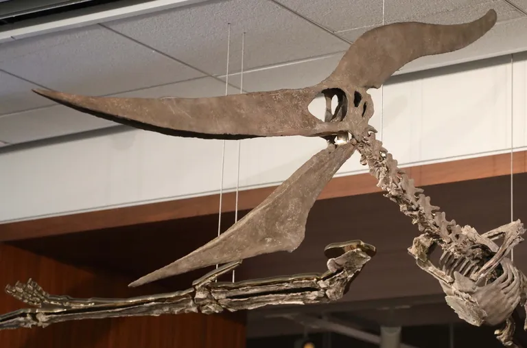 Haruldane pteranodon oksjonimajas.
