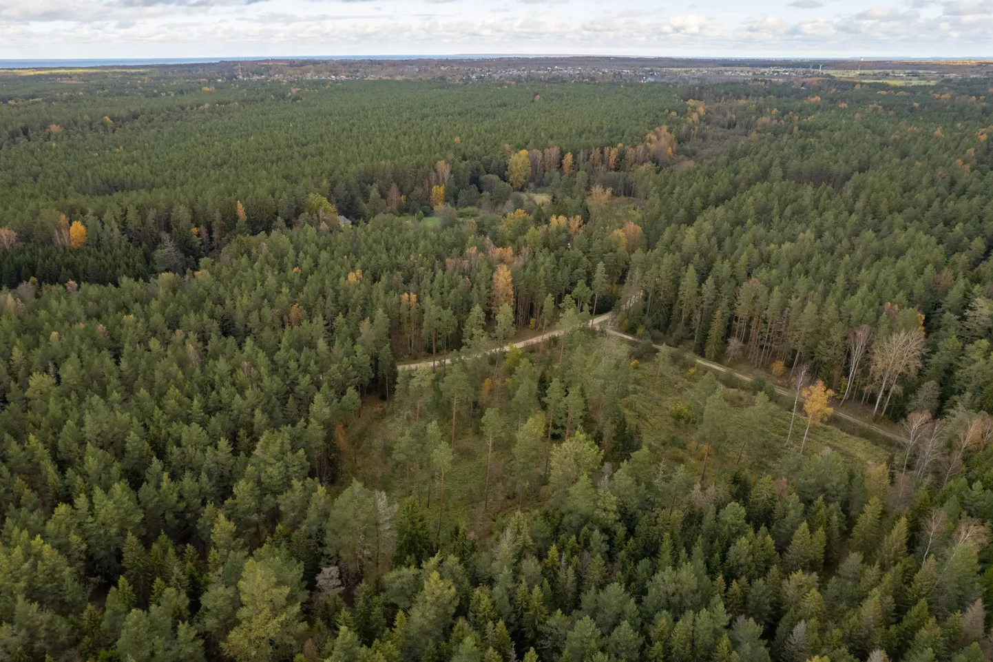 Vääna-Jõesuu mets, mille all olevaid maavarasid tahab kaevandusfirma uurida.