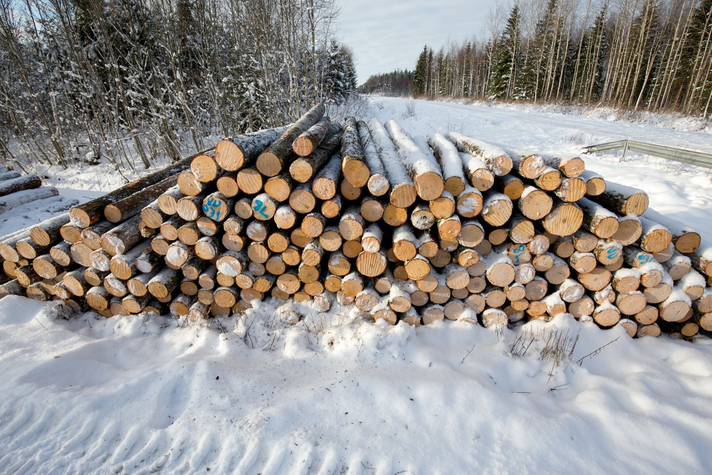Metsandussektor peab leidma võimalusi, kuidas puidust veelgi enam kasu lõigata, selmet seda lihtsalt paberipuuks müüa.