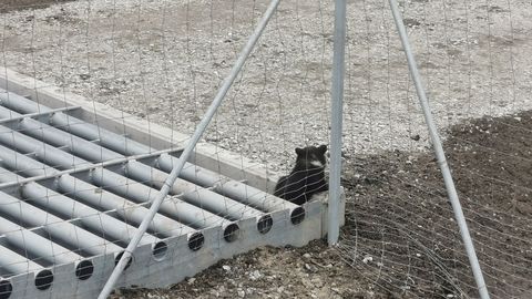 Фотоновость ⟩ Спасатели помогли застрявшему в заборе медвежонку