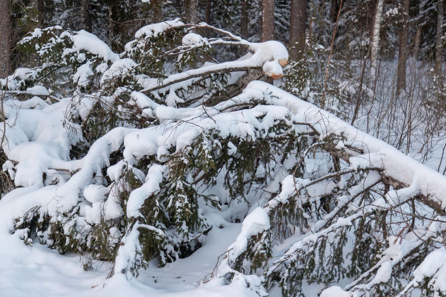 Lõppenud talvel murdus metsades lume raskuste all palju
männioksi, mis võib uusi kahjusid põhjustada.
