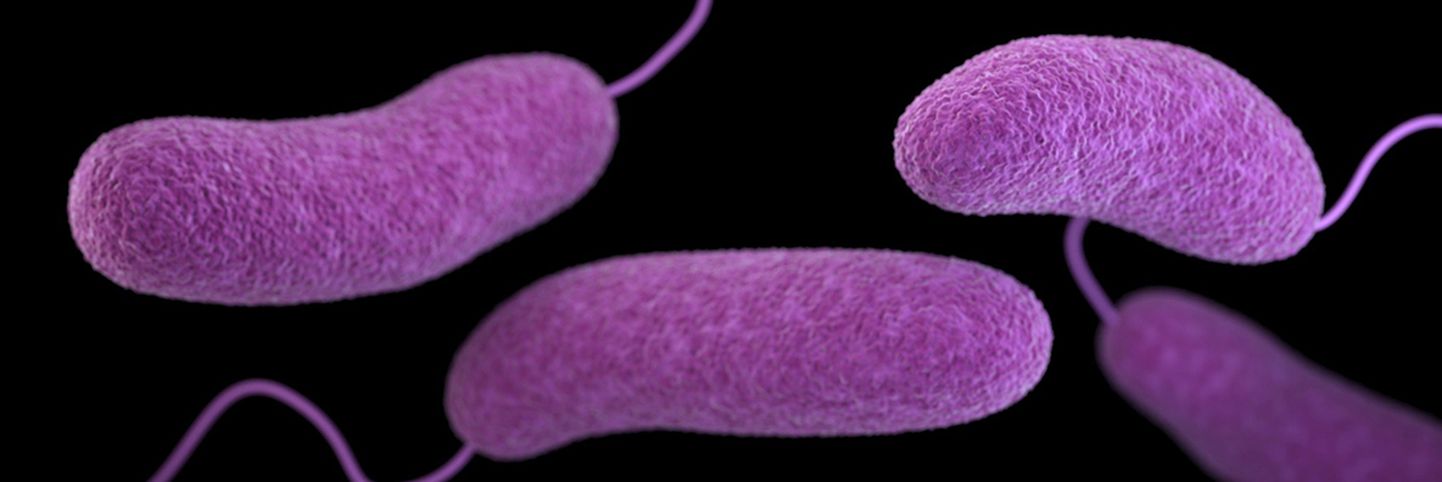 Kõige sagedamini võib kooleratekitaja sugulastest haiguspuhanguid põhjustada Vibrio parahaemolyticus.