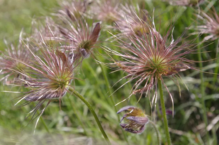 Pļavas silpurene (Pulsatilla pratensis).