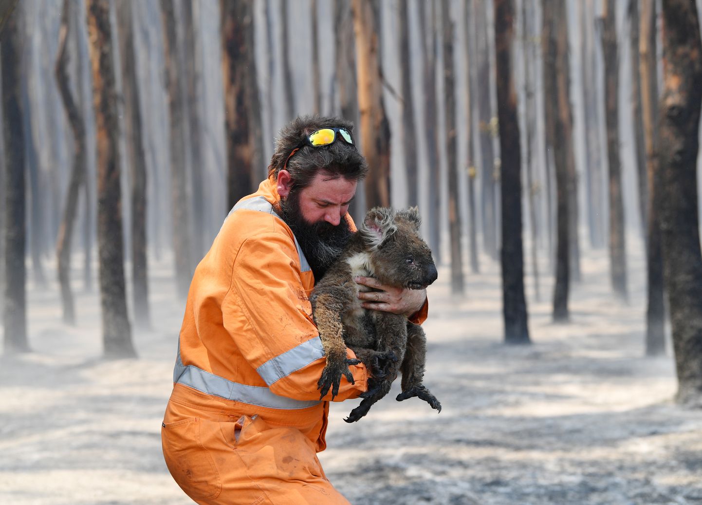 Metsatulekahjust päästetud koaala. Adelaide, Austraalia, 7. jaanuar 2020.