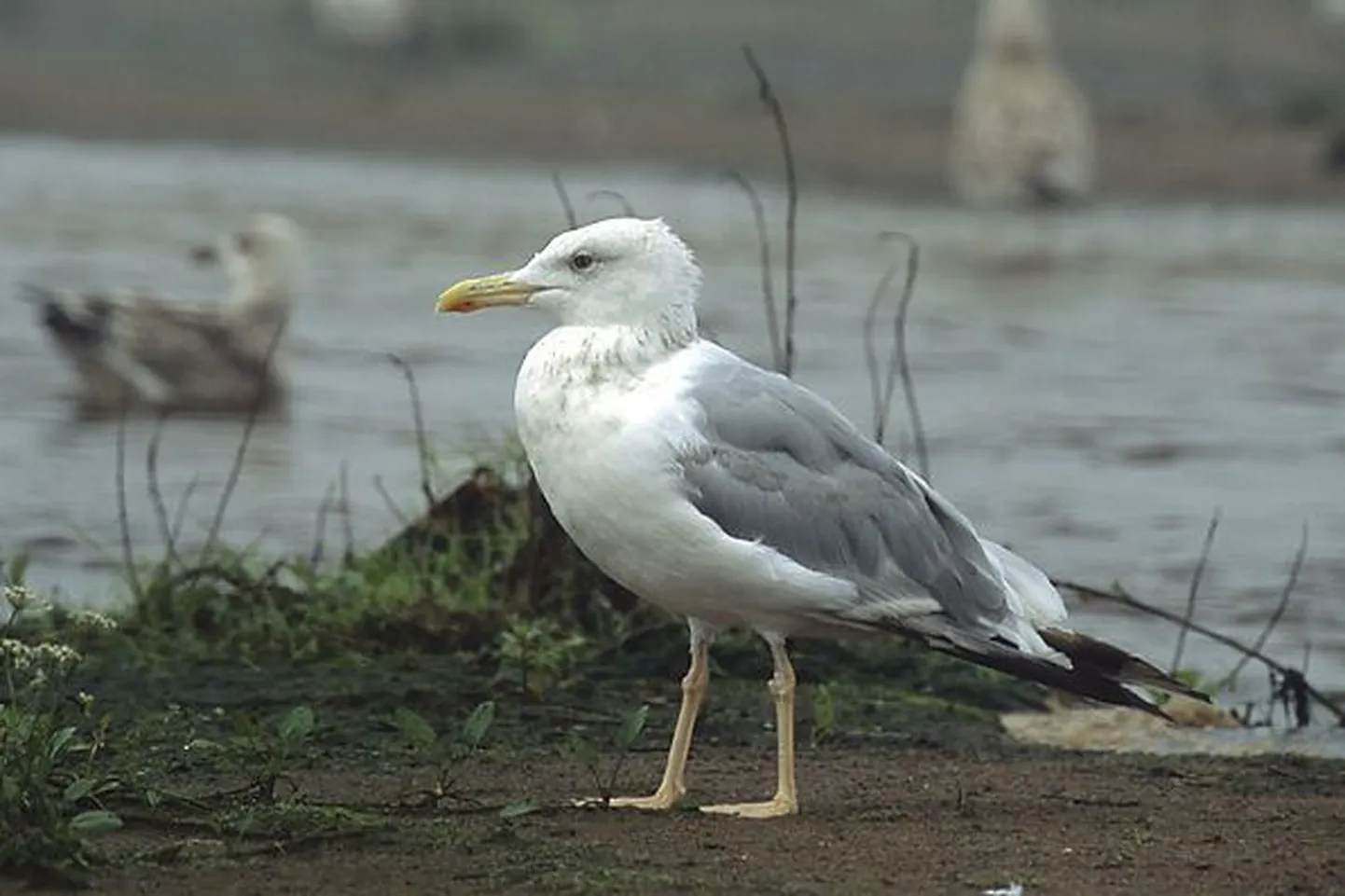 Koldjalg-hõbekajakas (Larus cachinnans)
