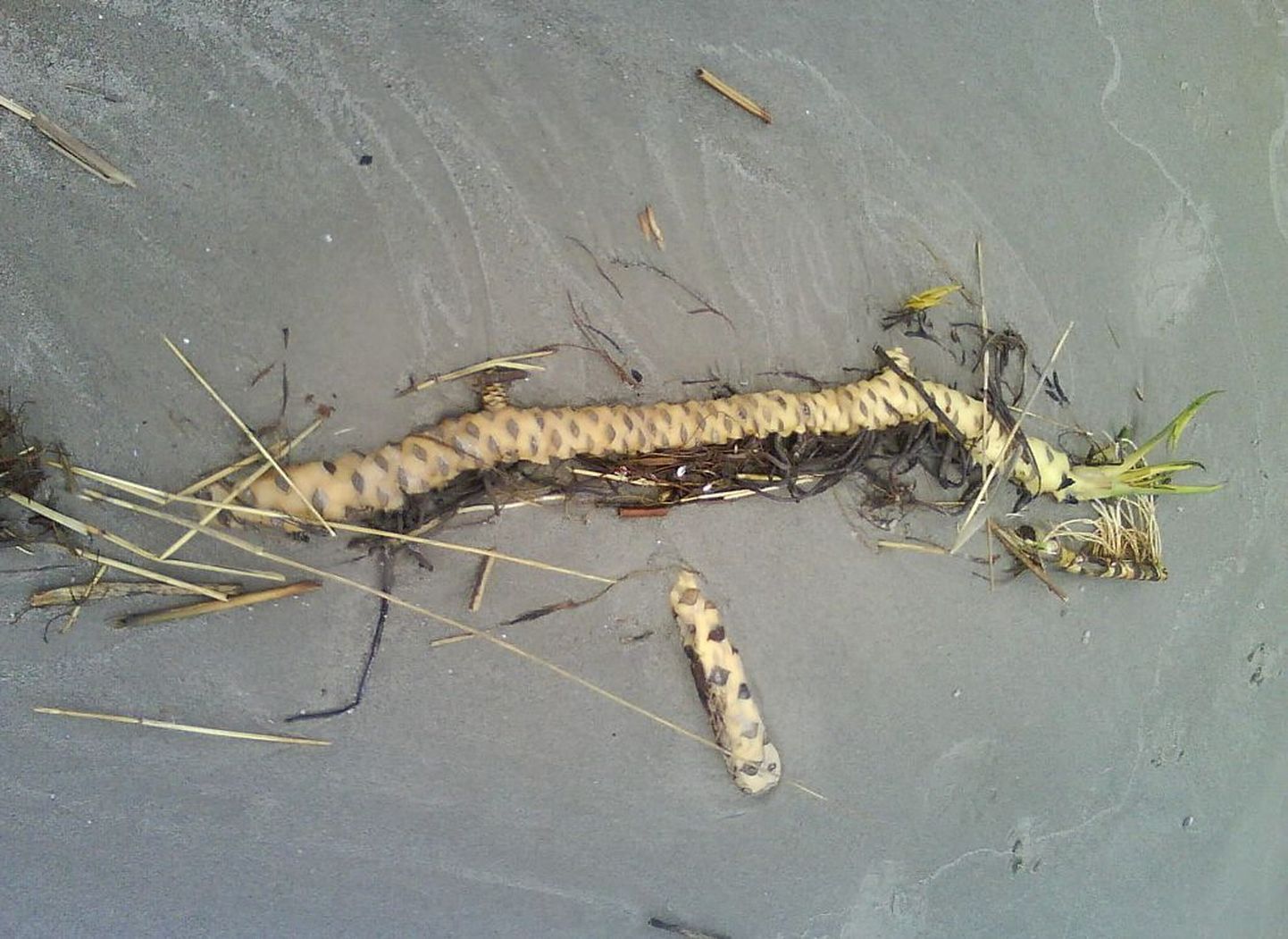 Pärnu rannast leitud huvitav taim võib olla kollane vesikupp.