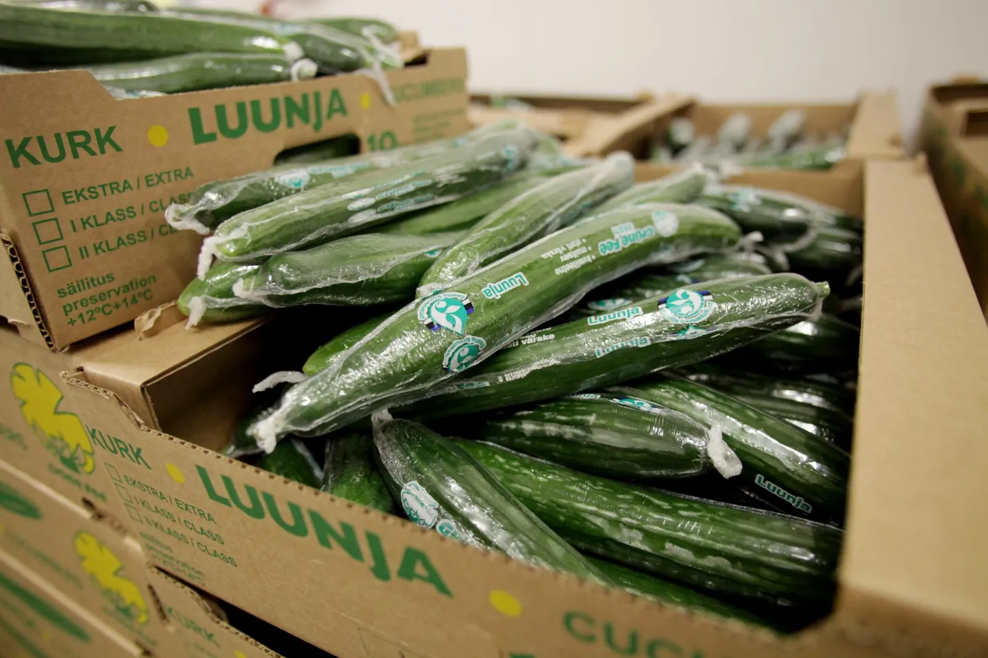 Огурцы Luunja.