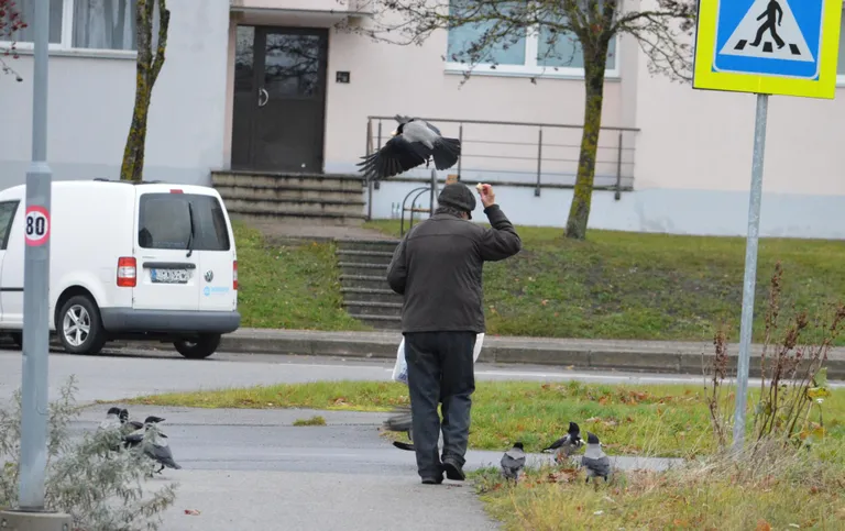 Papiniidu tänaval toitu otsivad varesed ei peljanud nokatäie saamiseks inimesele pähe istuda.