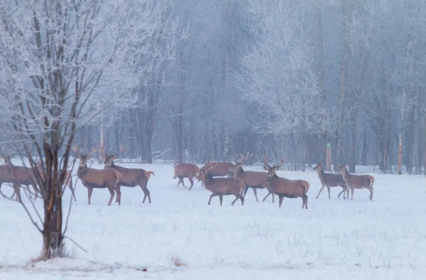 Стадо благородных оленей в Пярнумаа.
