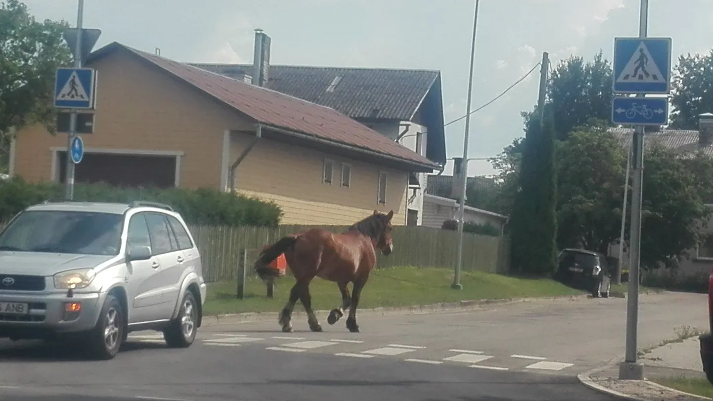 Hiljuti eksles hobune Valga linnas Võru ja Välja tänavate ristmiku lähedal.