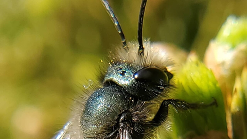 WATCH VIDEO ⟩ Bee Silk - What Is It and Can It Become a Plastic Substitute?