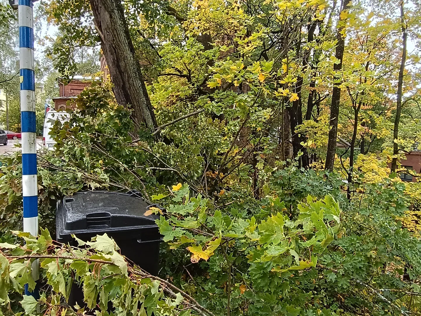 Läinud nädalavahetuse jooksul murdusid mitmed puud, nii ka Tartus Tiigi tänaval.