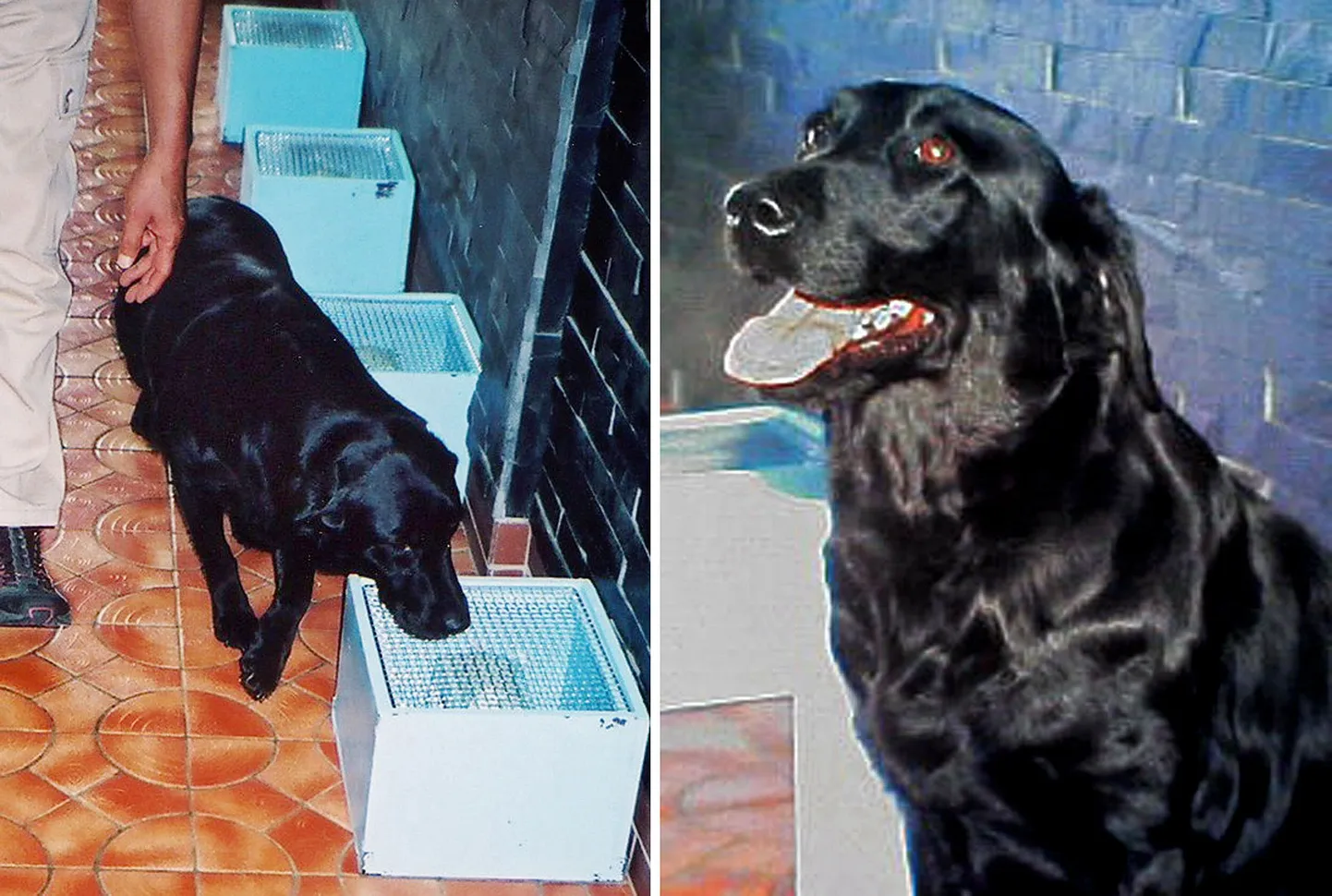 Vähihaigust lõhna järgi ära tundev labradori retriiver Marine
