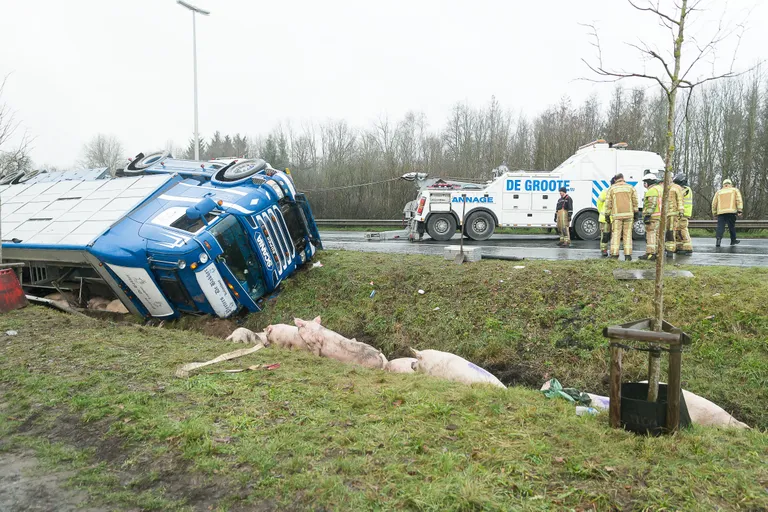 Belgias läks sigu vedanud veok ümber.