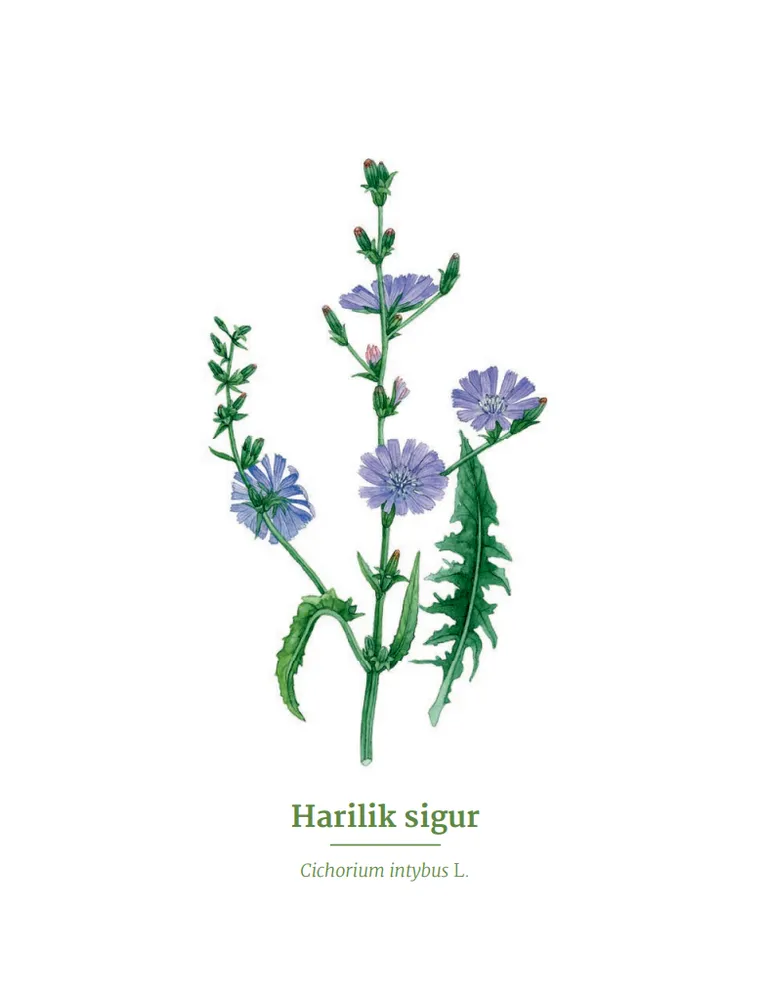 Sigur
