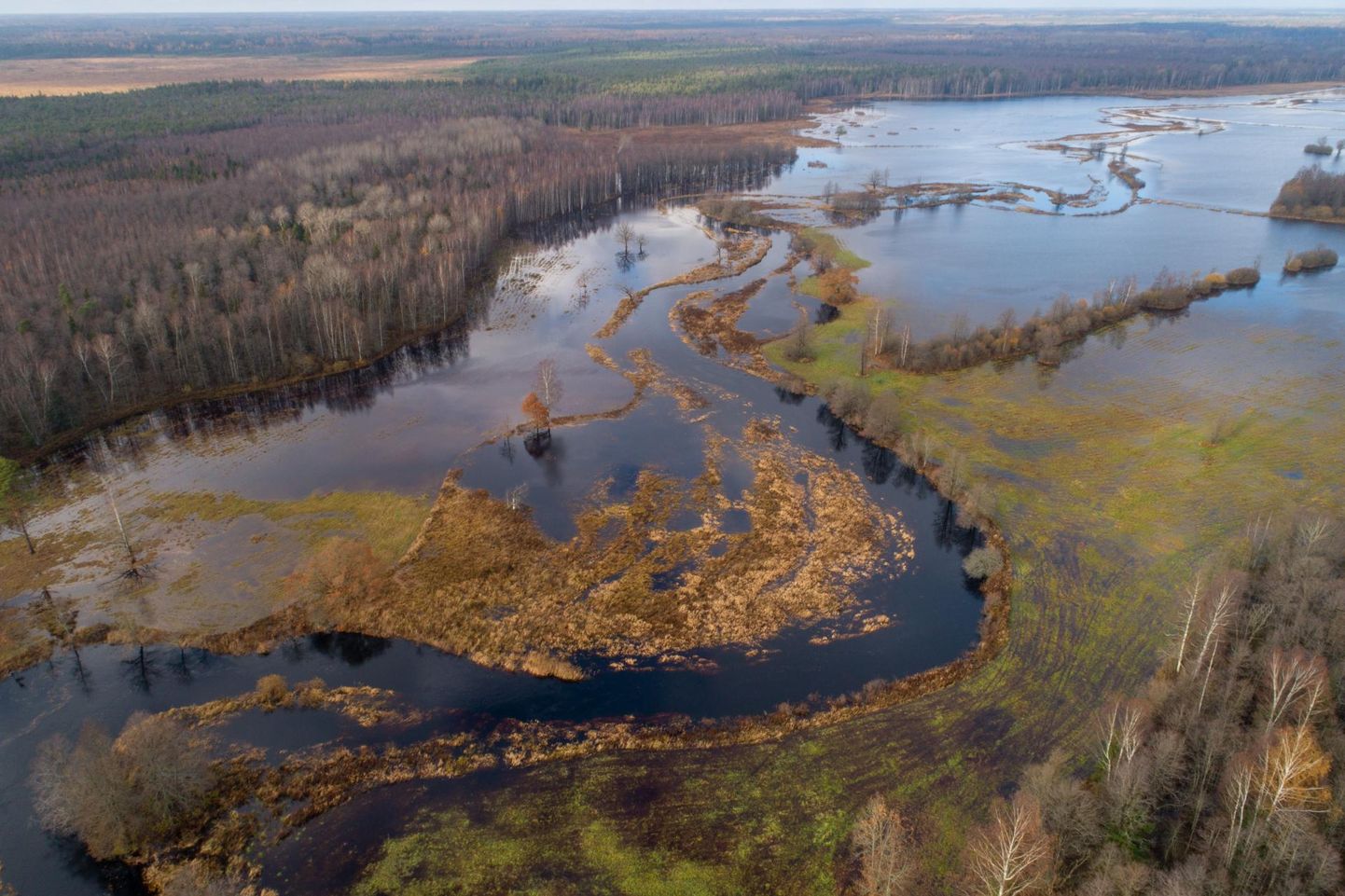 Sügisene üleujutus Soomaal Tõramaa puisniidul.