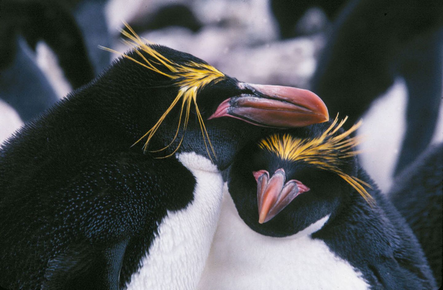 Pingvīni. Ilustratīvs attēls