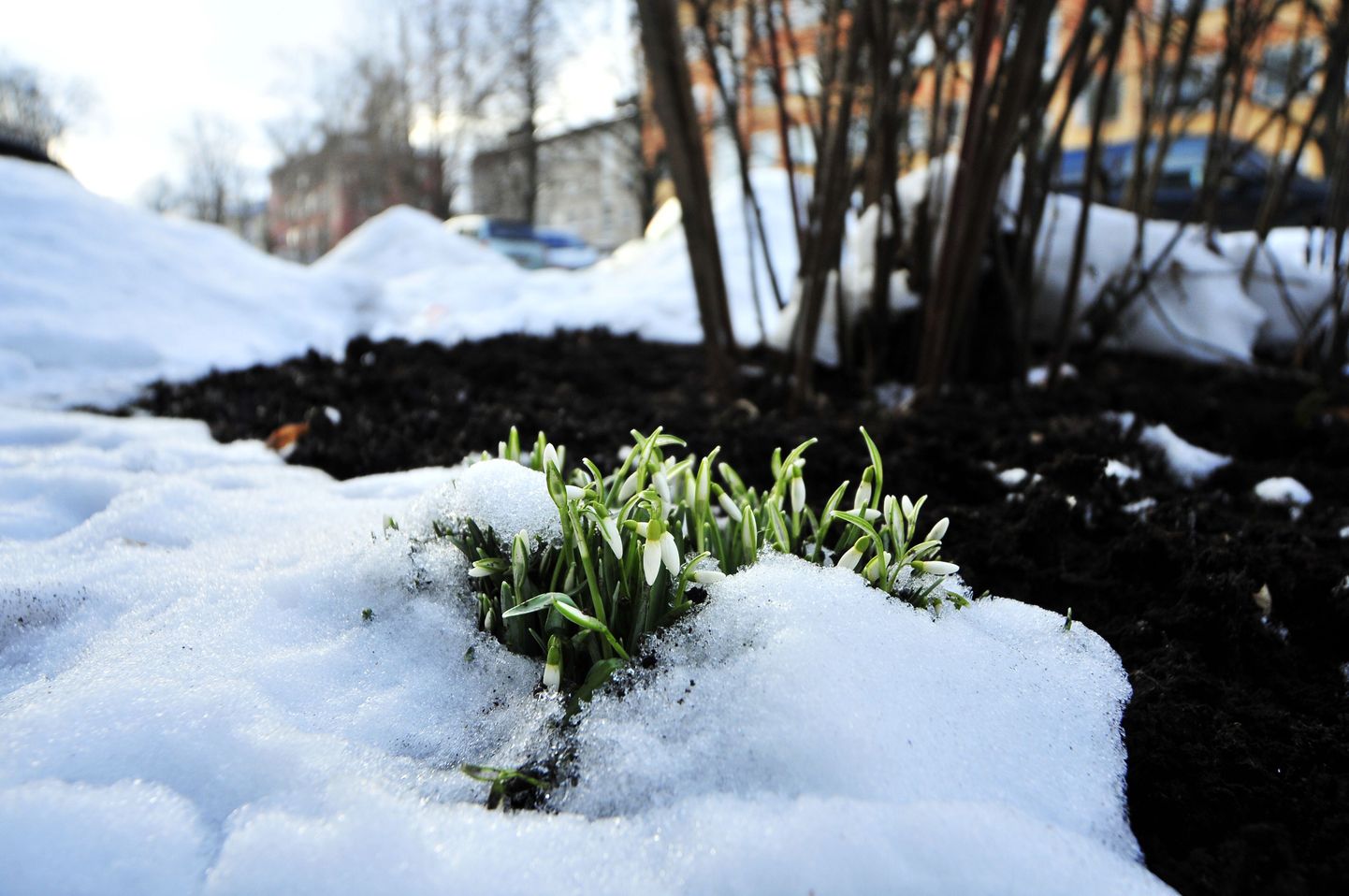 Tartus Tiigi tänaval õitsesid eelmise aasta esimesed lumikellukesed juba märtsi alguses.