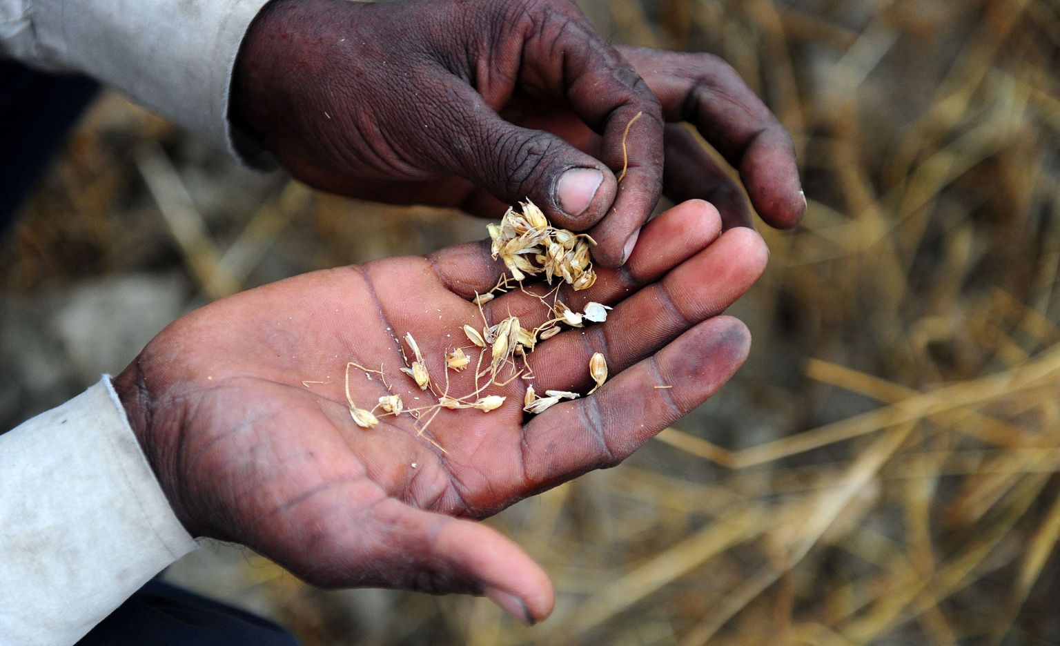 India põllumees näitab oma kahjustatud nisusaaki.