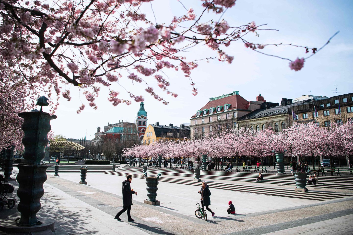 Kirsiõied Stockholmis Kungsträdgårdenis aprilli alguses.