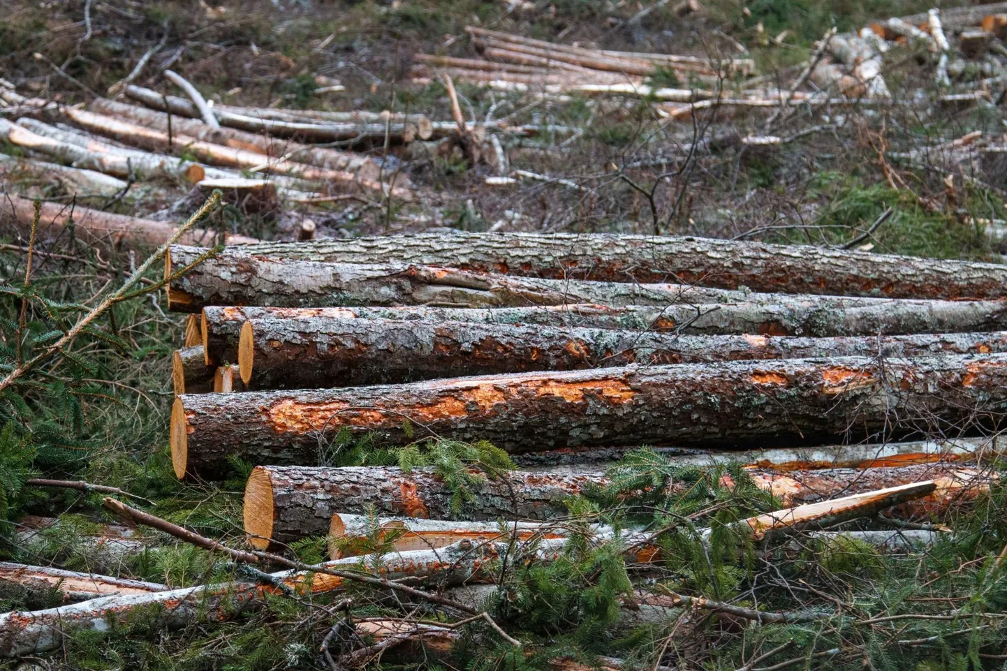 Metsamajandamise uue standardiga saab järgmiseks tutvuda Porkuni lähistel.