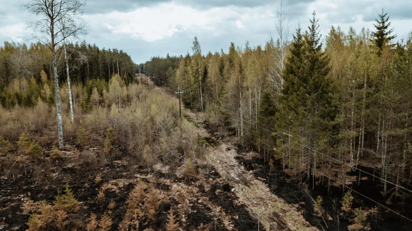 Puu kõdunemist tuleb ennetada seda raiudes ja kasutades energiaks, veel parem ehitusmaterjalik või paberiks.
