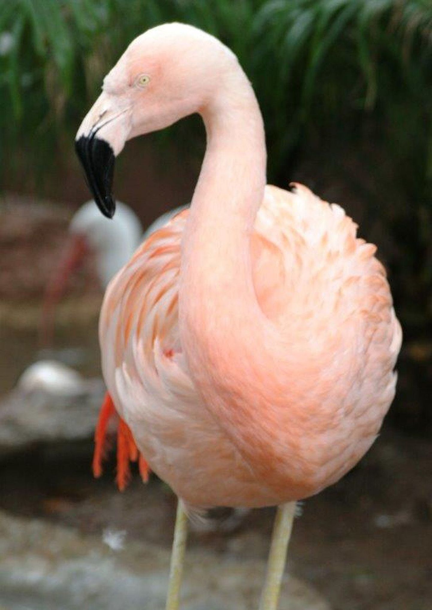Flamingo Pinky