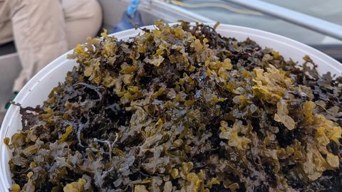 Ei liha ega kala? Kuid just see võiks Ruhnu majandust turgutada