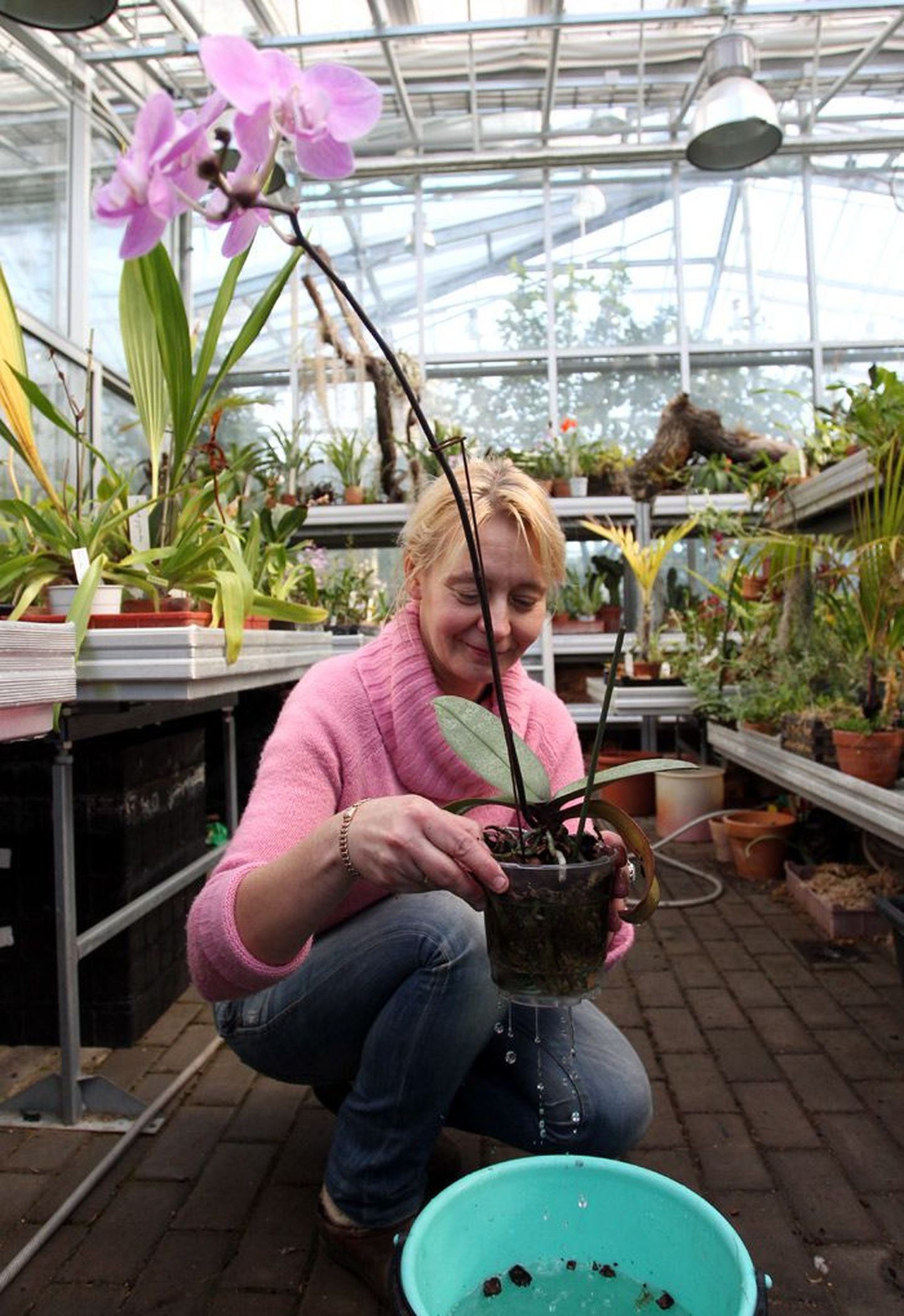 Tallinna botaanikaaia aednik Ingrid Mägar näitab, kuidas kasta kuukinga – taim tuleks koos potiga veidikeseks vette torgata.